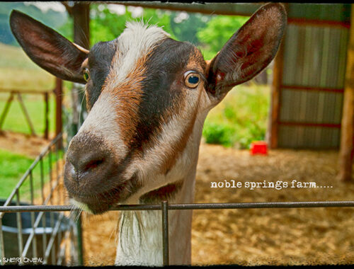 Noble Springs Farm goat