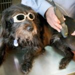 Marc Smith administers alternative medicine laser treatment to dog wearing special glasses in clinic