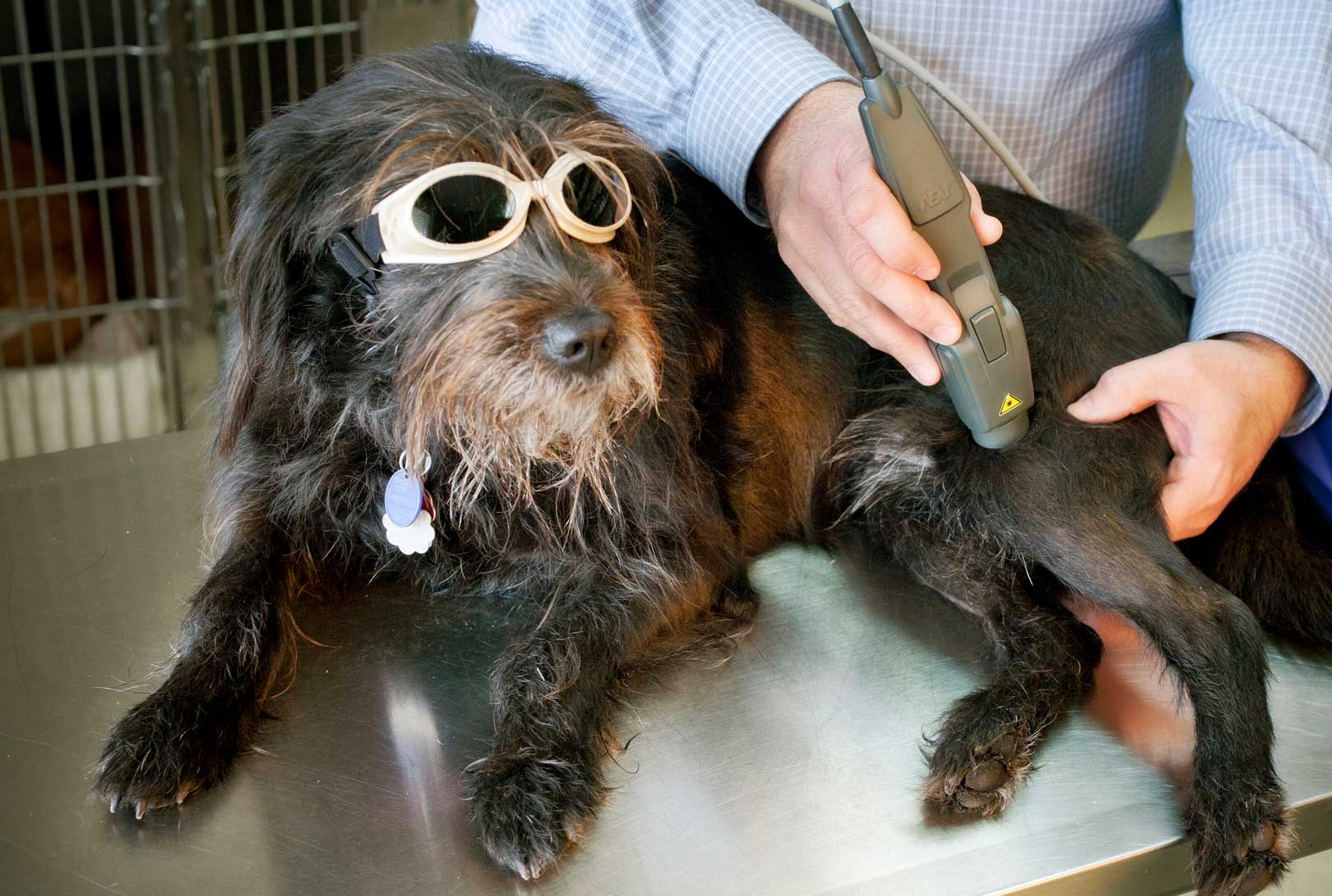 Marc Smith administers alternative medicine laser treatment to dog wearing special glasses in clinic