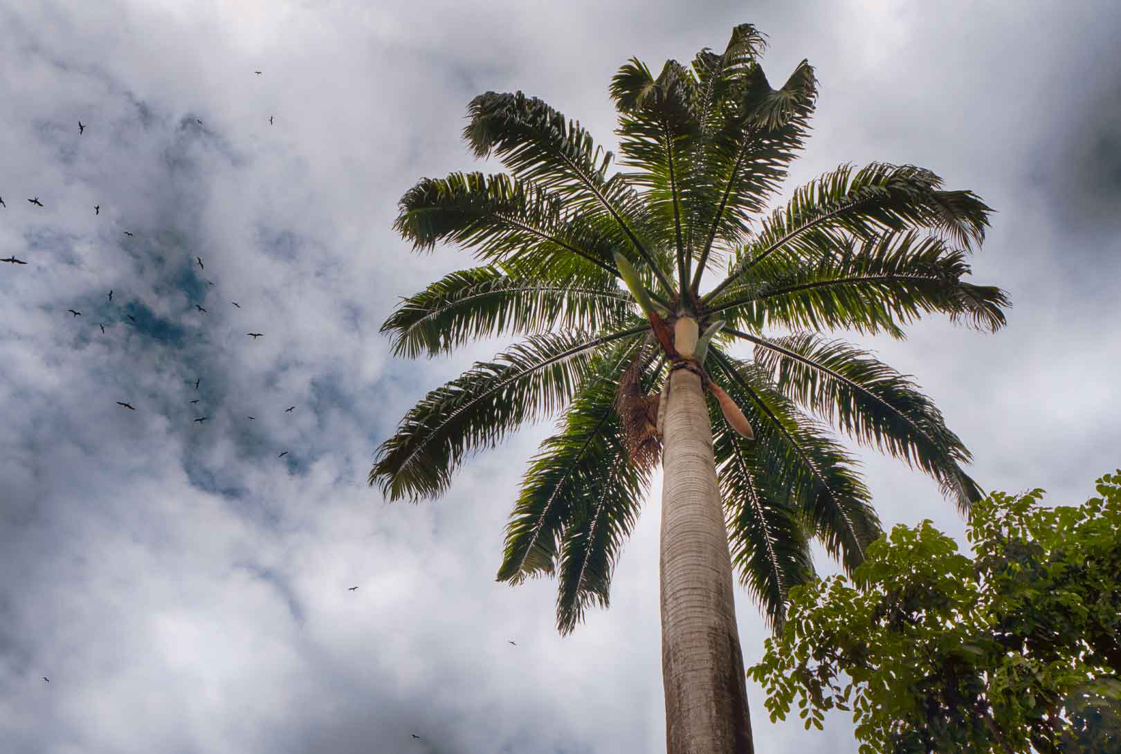 A Large Palm Tree In Ecuador
