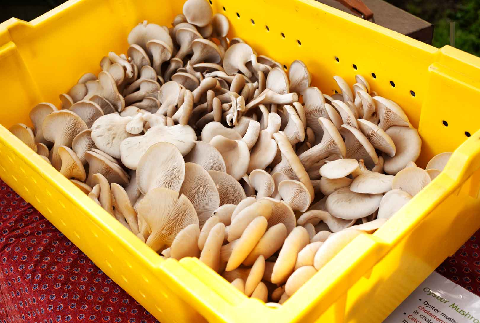 A Large Bin Of Organically Grown Oyster Mushrooms