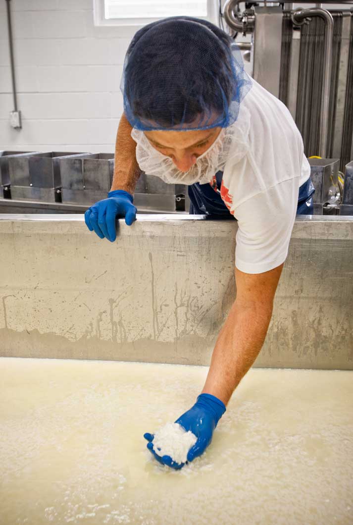 cheesemaker with hairnet and blue gloves checks the cheese curd texture at processing plant