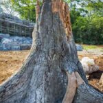 fabricated concrete rotten tree stump