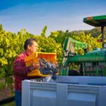 male worker dumping yellow basket of grapes into bin on front of green John Deere tractor
