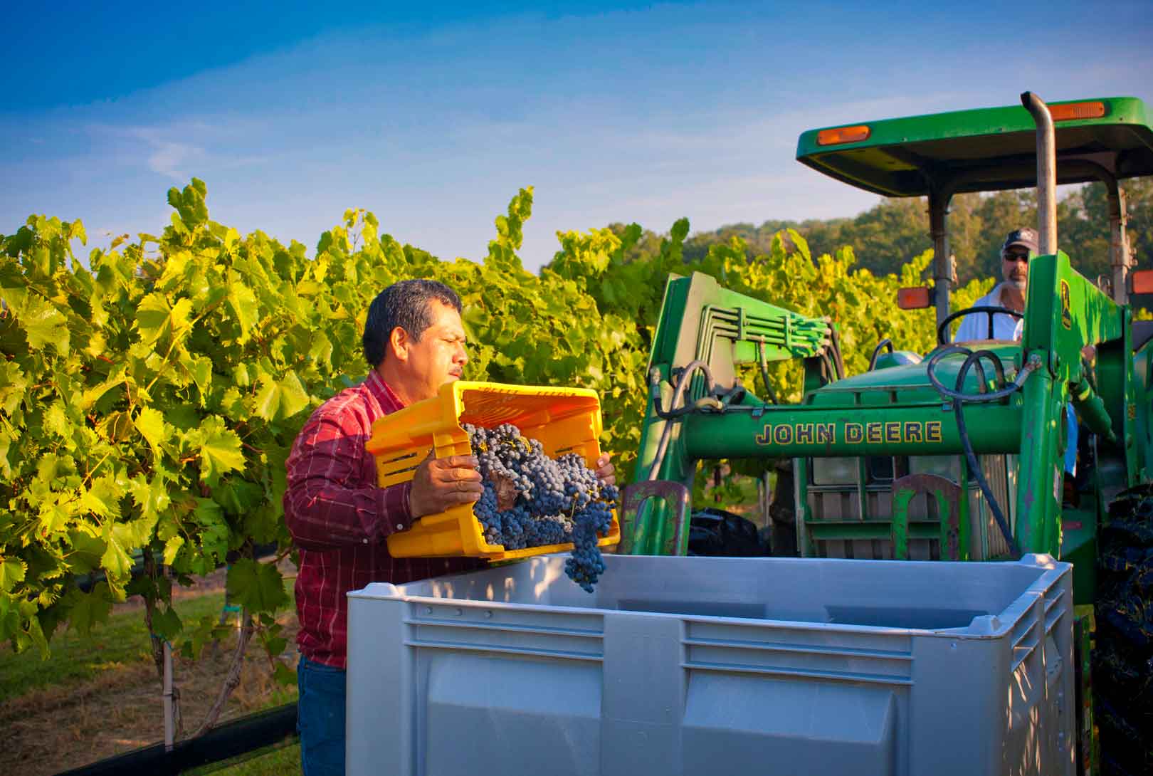 A Vineyard Worker Dumping Harvest Grapes Into A Bin
