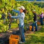 vineyard workers picking grapes and putting them into yellow bins