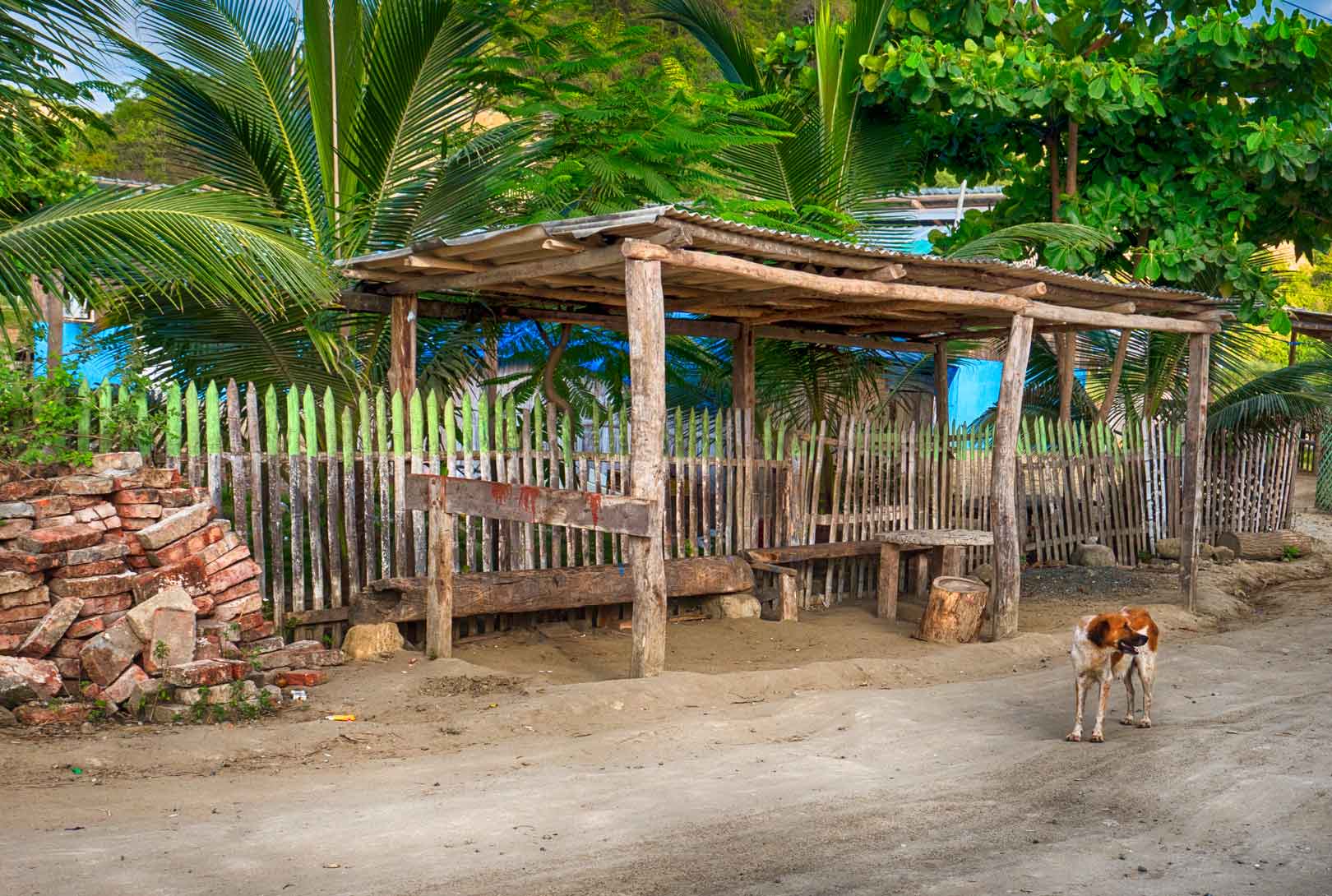 brown and white stray dog standing on a dirt road in front of a bus stop lined with green palm trees