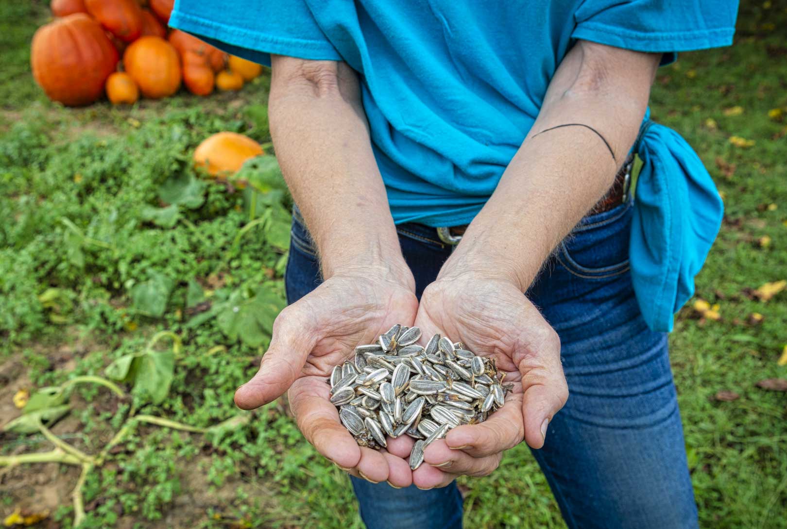 a woman's weathered hands holding fresh sunflower seeds from the garden
