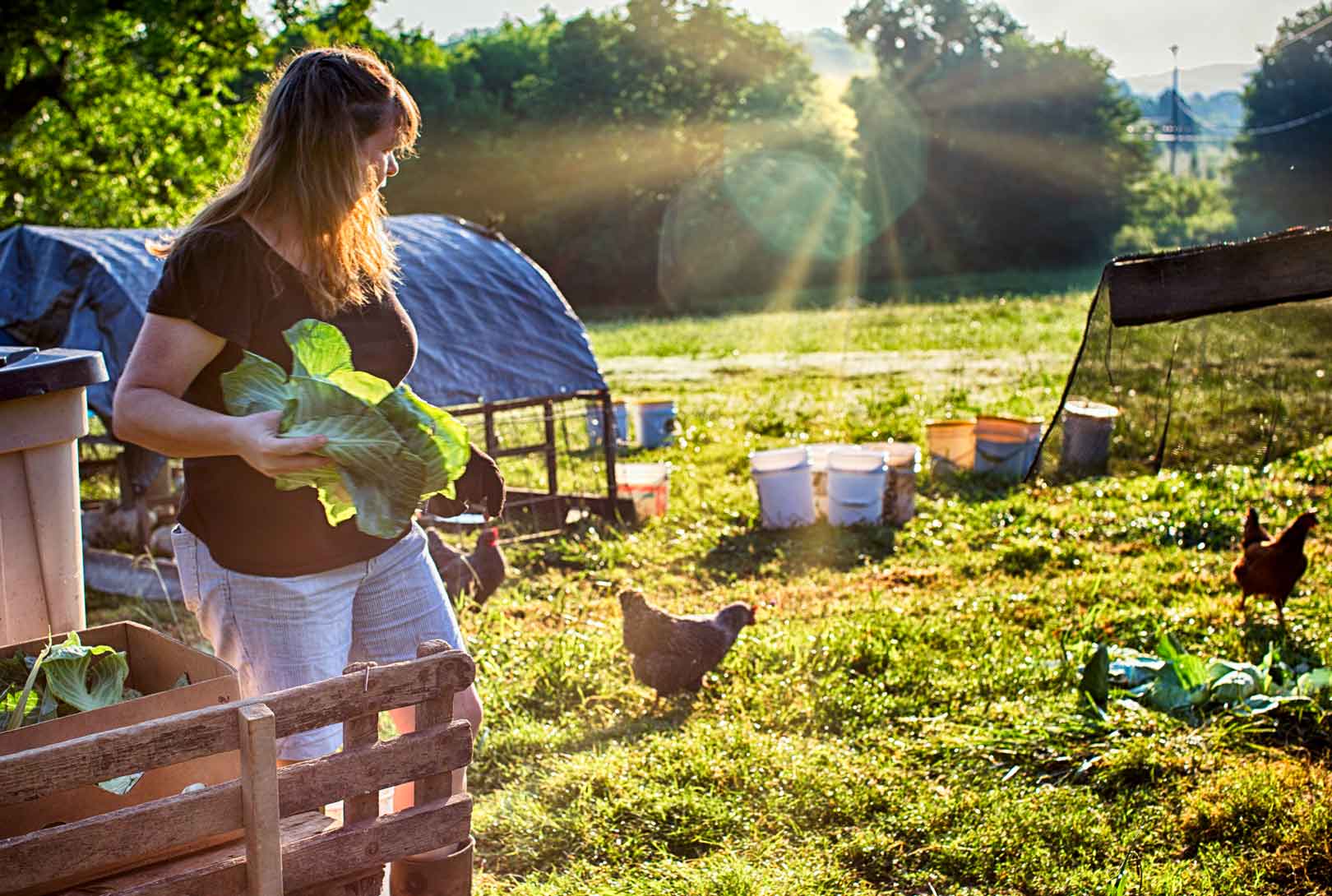 farmer Karen Overton feeding free-range chickens at sunrise on the farm