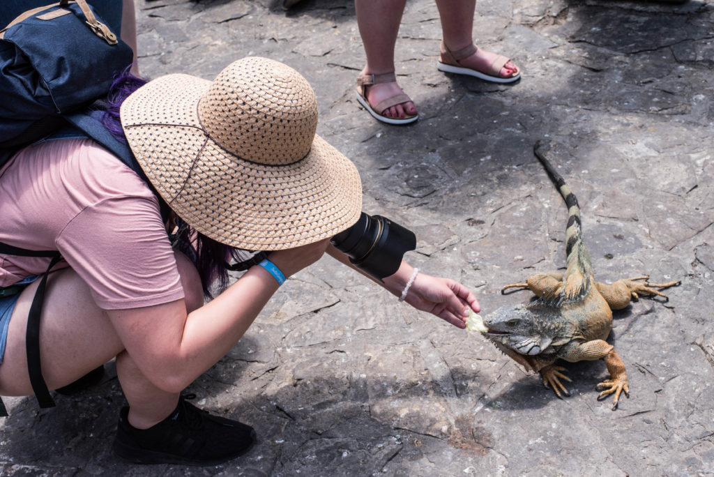 Student Gabriella Karademos takes photos of Iguanas in a park in Guayaquil, Ecuador.