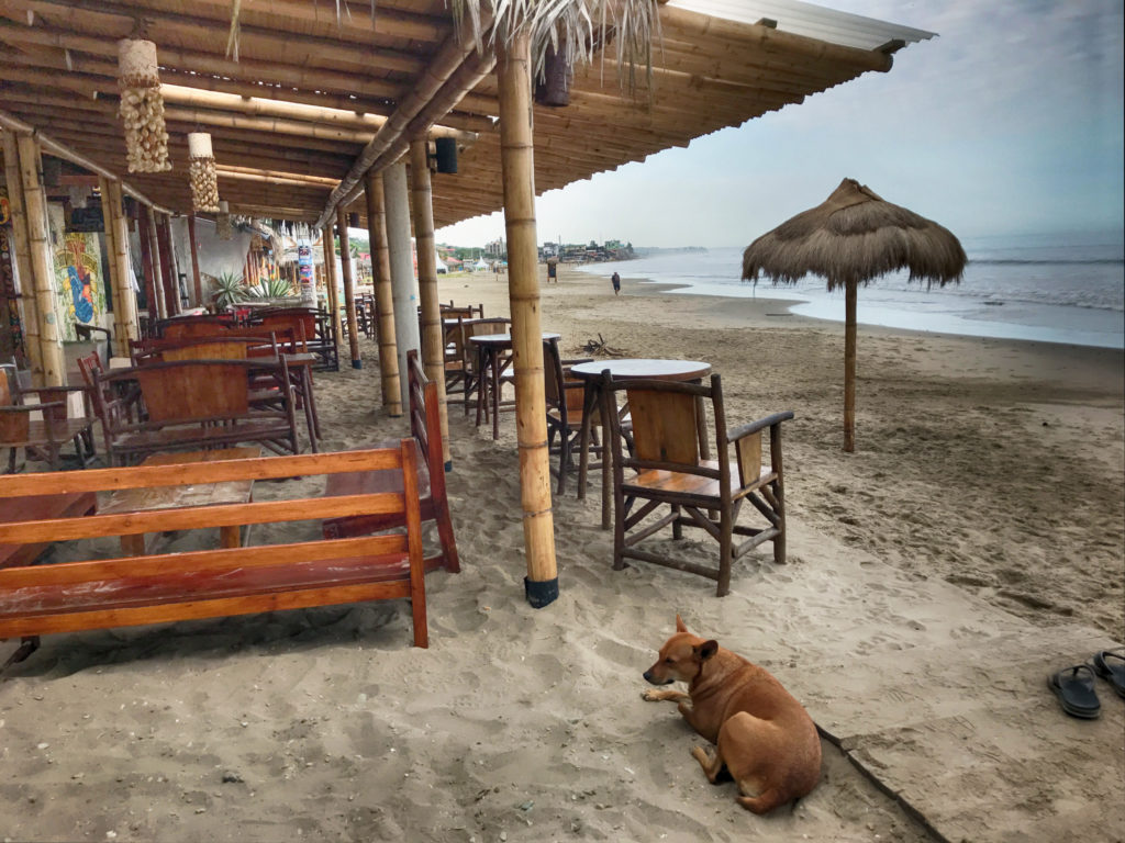 A dog in Montañita, Ecuador on the beach.