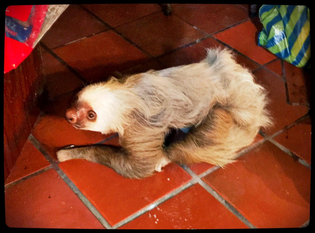 Pet sloth in Eduador.