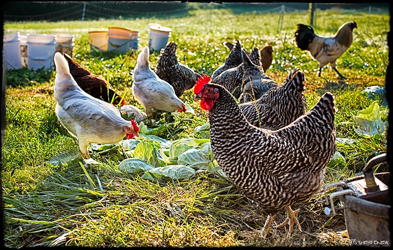 Wedge Oak Farm, chickens