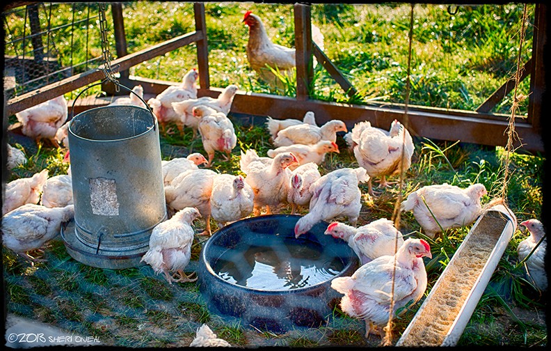 Wedge Oak Farm, chickens