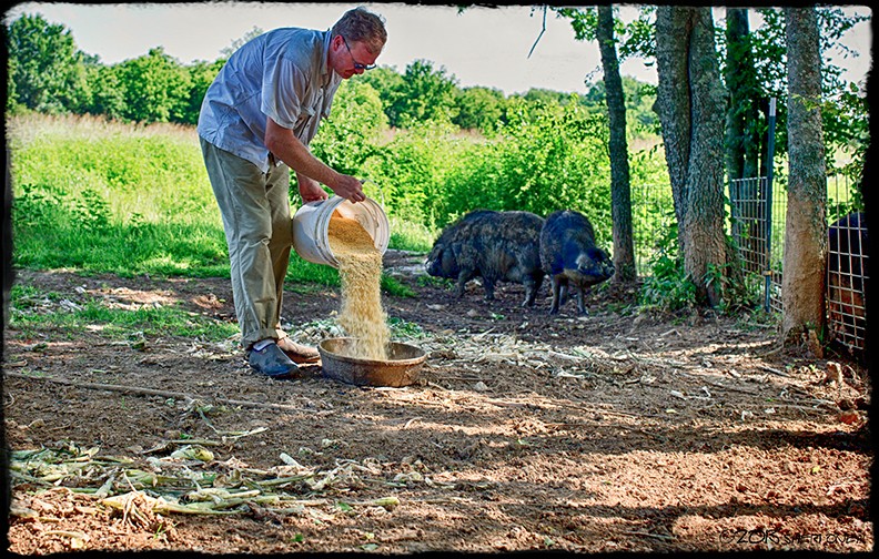 Wedge Oak Farm, feeding hogs