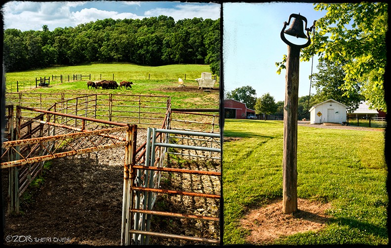 KLD Farm, cattle